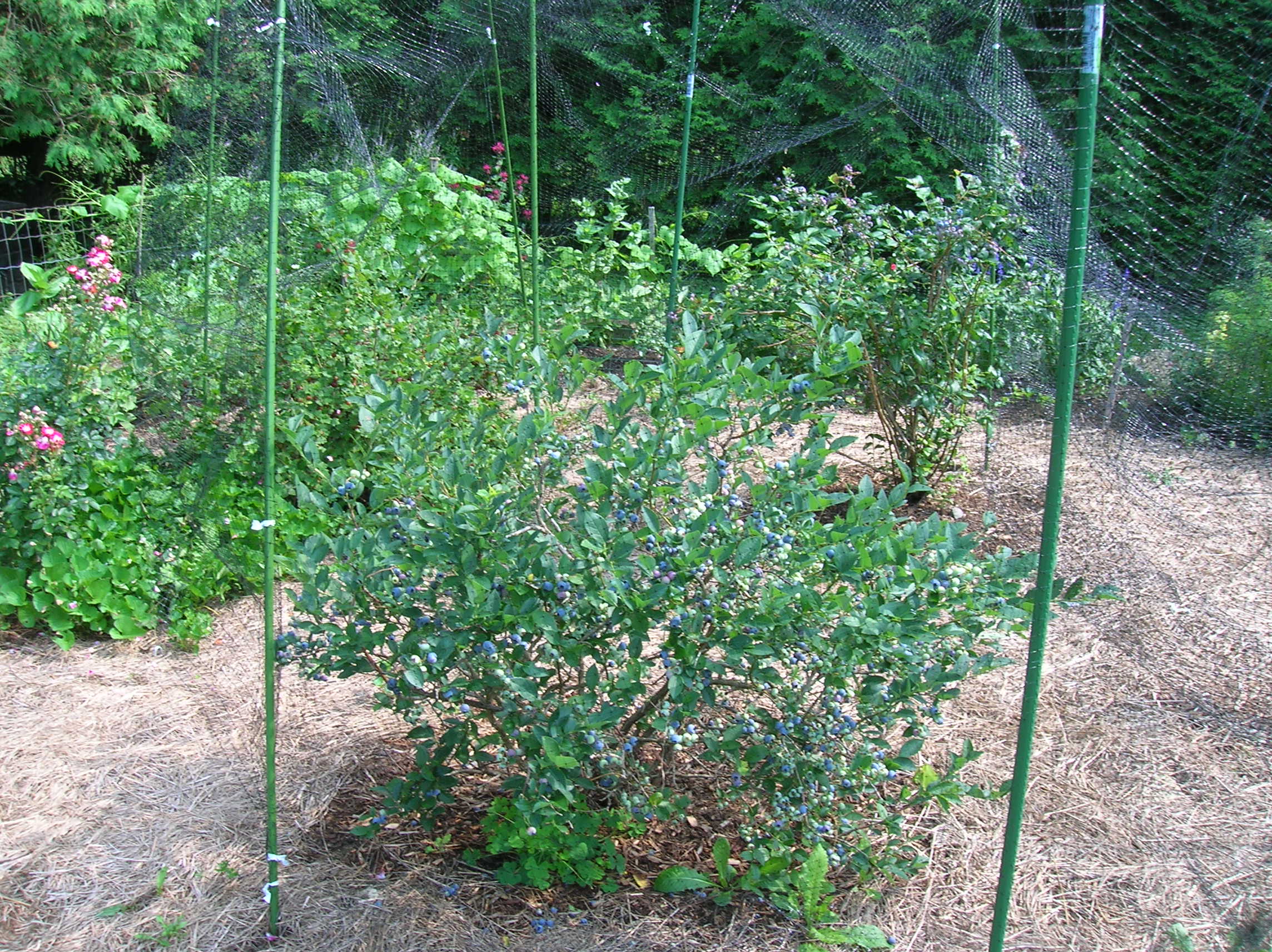 What is a good way to plant blueberry bushes?