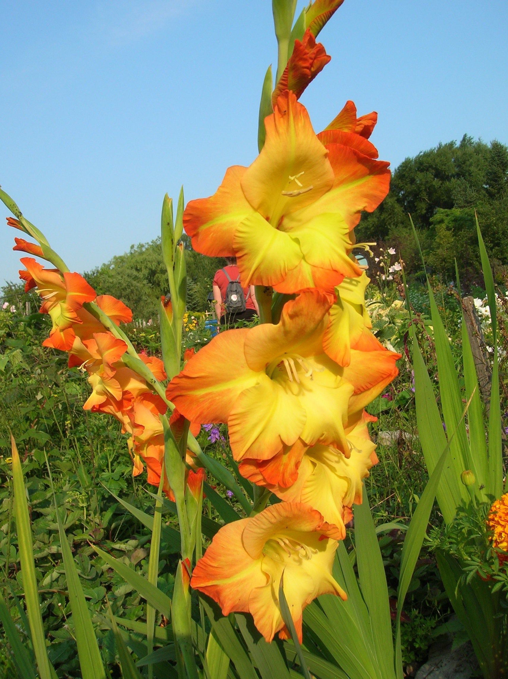 How to Grow: Gladiolus-Growing and Caring for Gladiolus