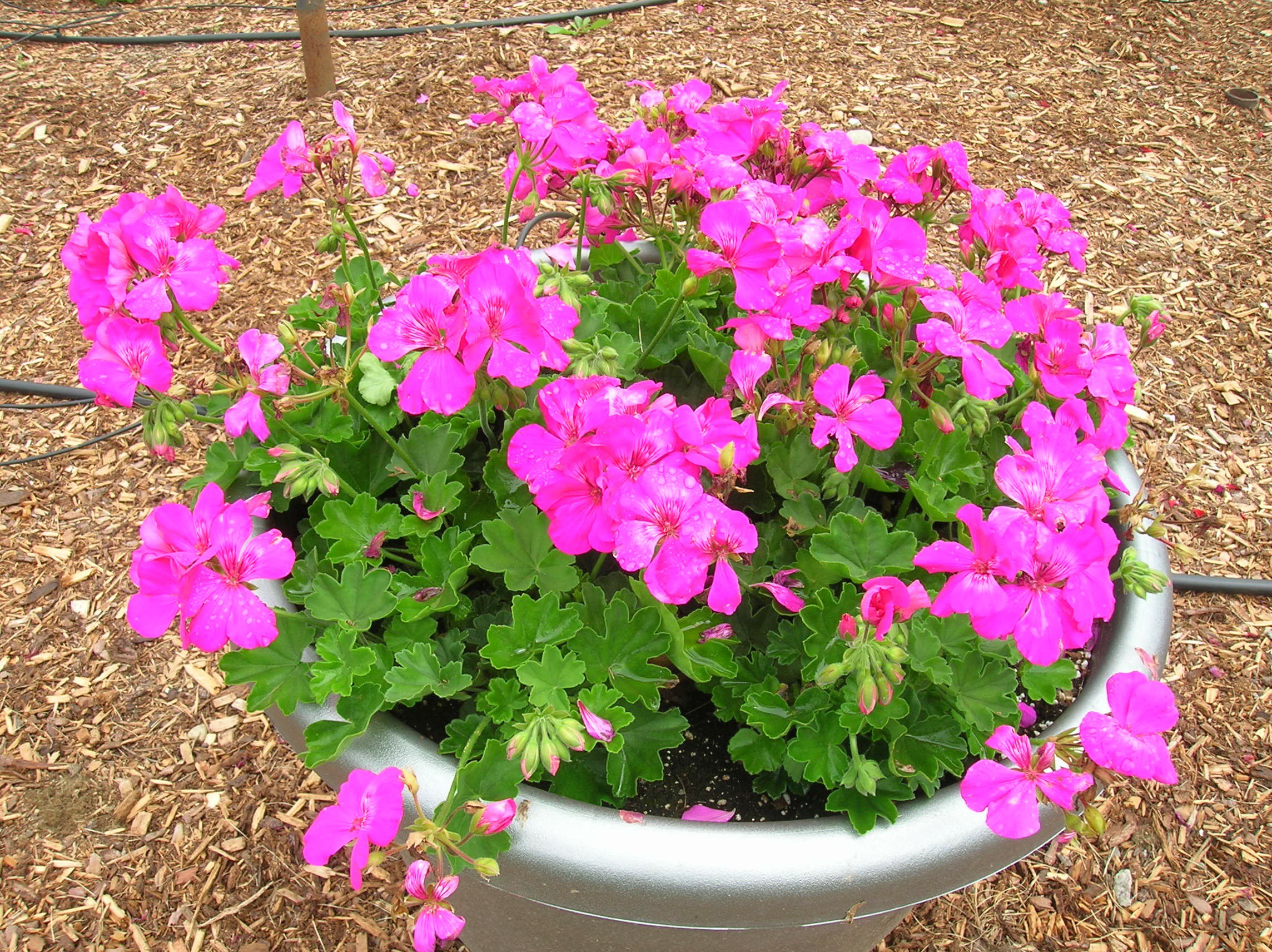 How to Grow Geranium Growing and Caring For Geraniums