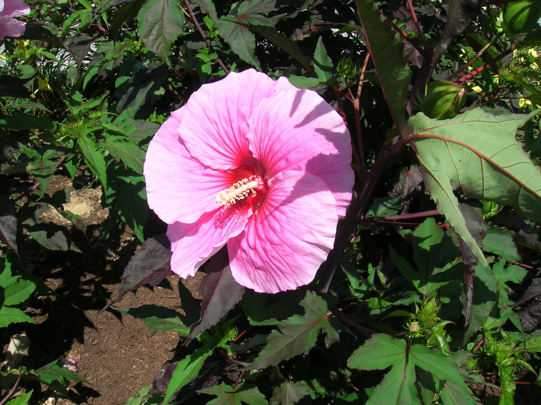 How do you transplant a rose mallow hardy hibiscus?