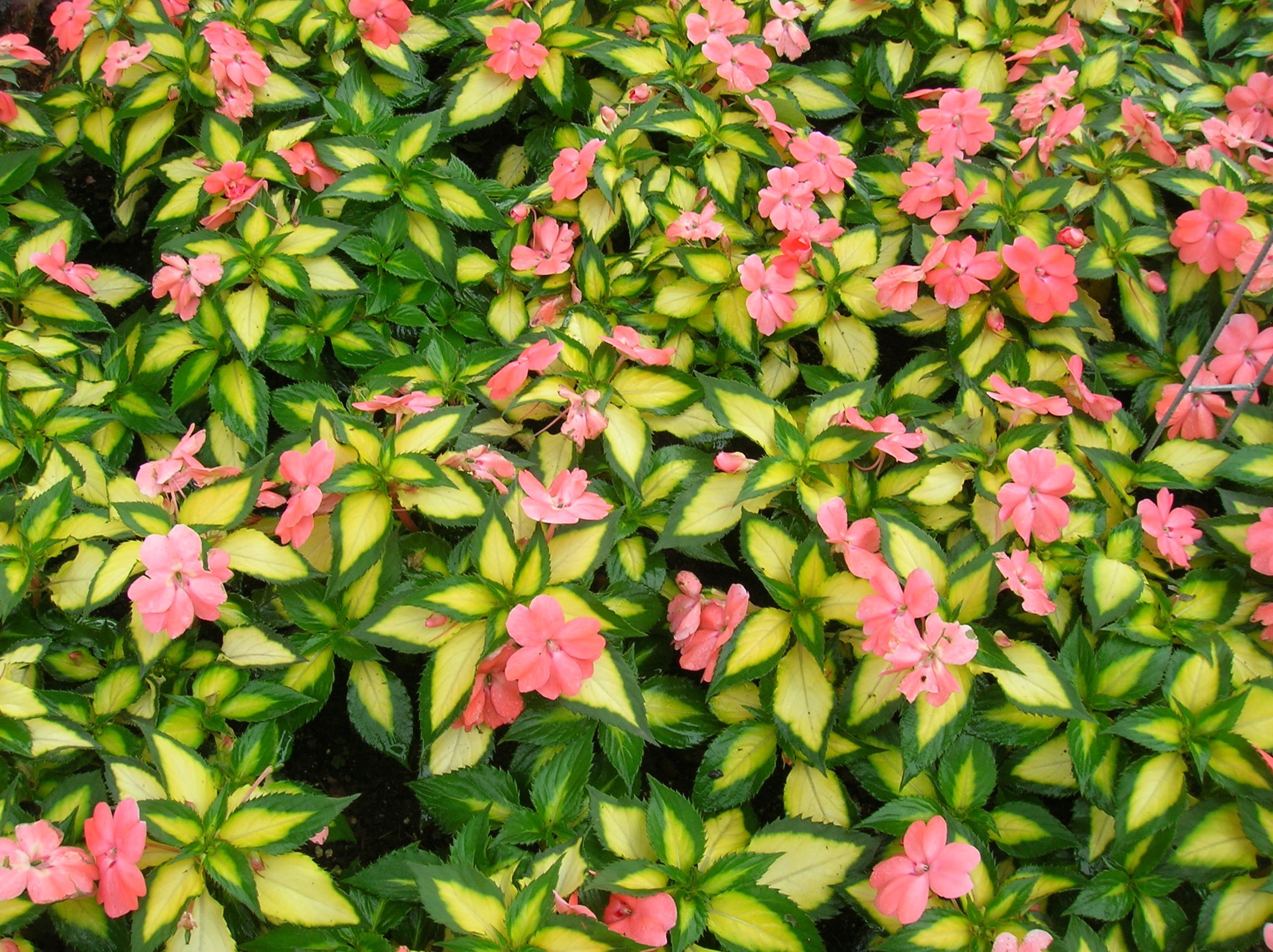 how-to-grow-impatiens-grow-impatiens-and-care-for-this-annual-flower