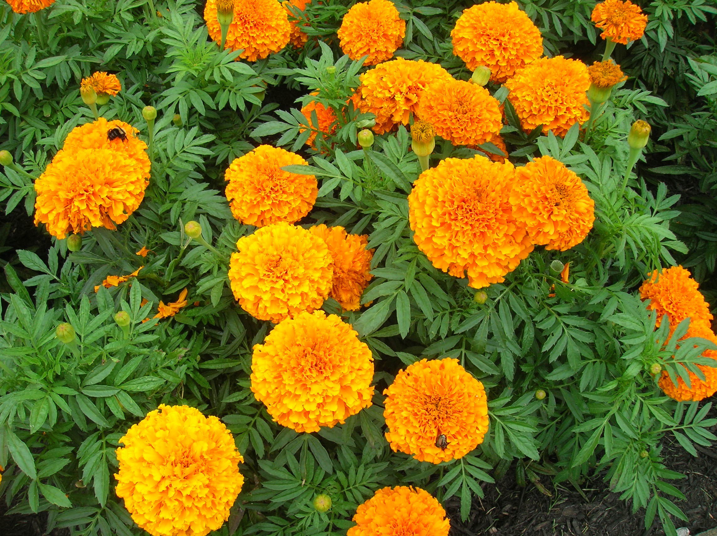 What Are Marigolds Good Companion Plants For