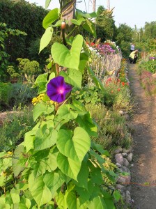 How to Grow: Morning Glory- growing and caring for morning glory