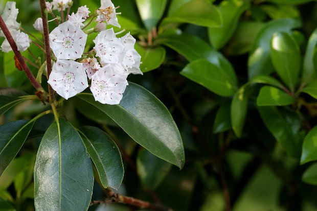 how-to-grow-mountain-laurel-grow-mountain-laurel