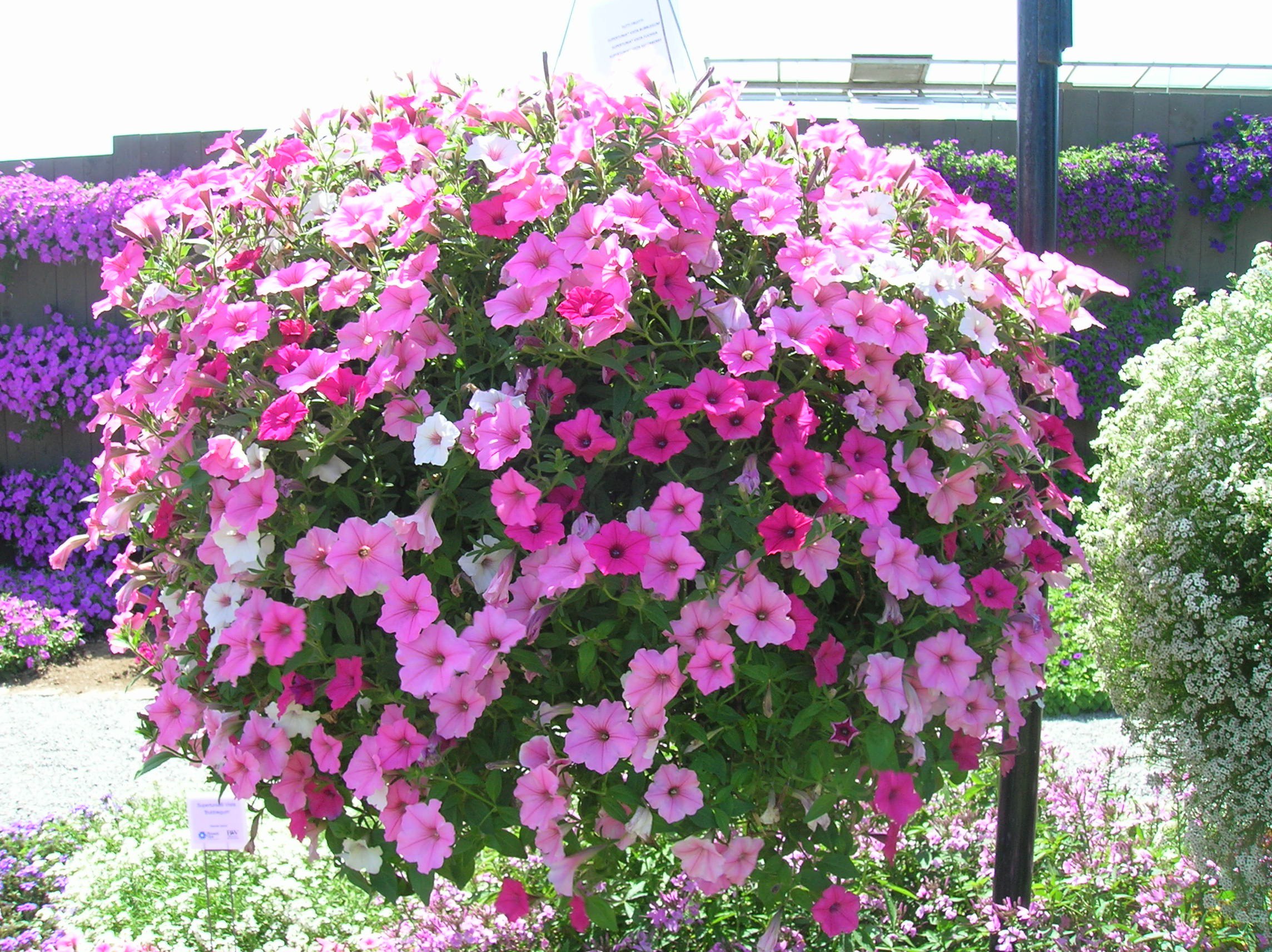 How to Grow: Petunia- Growing and Caring for Petunia Flowers