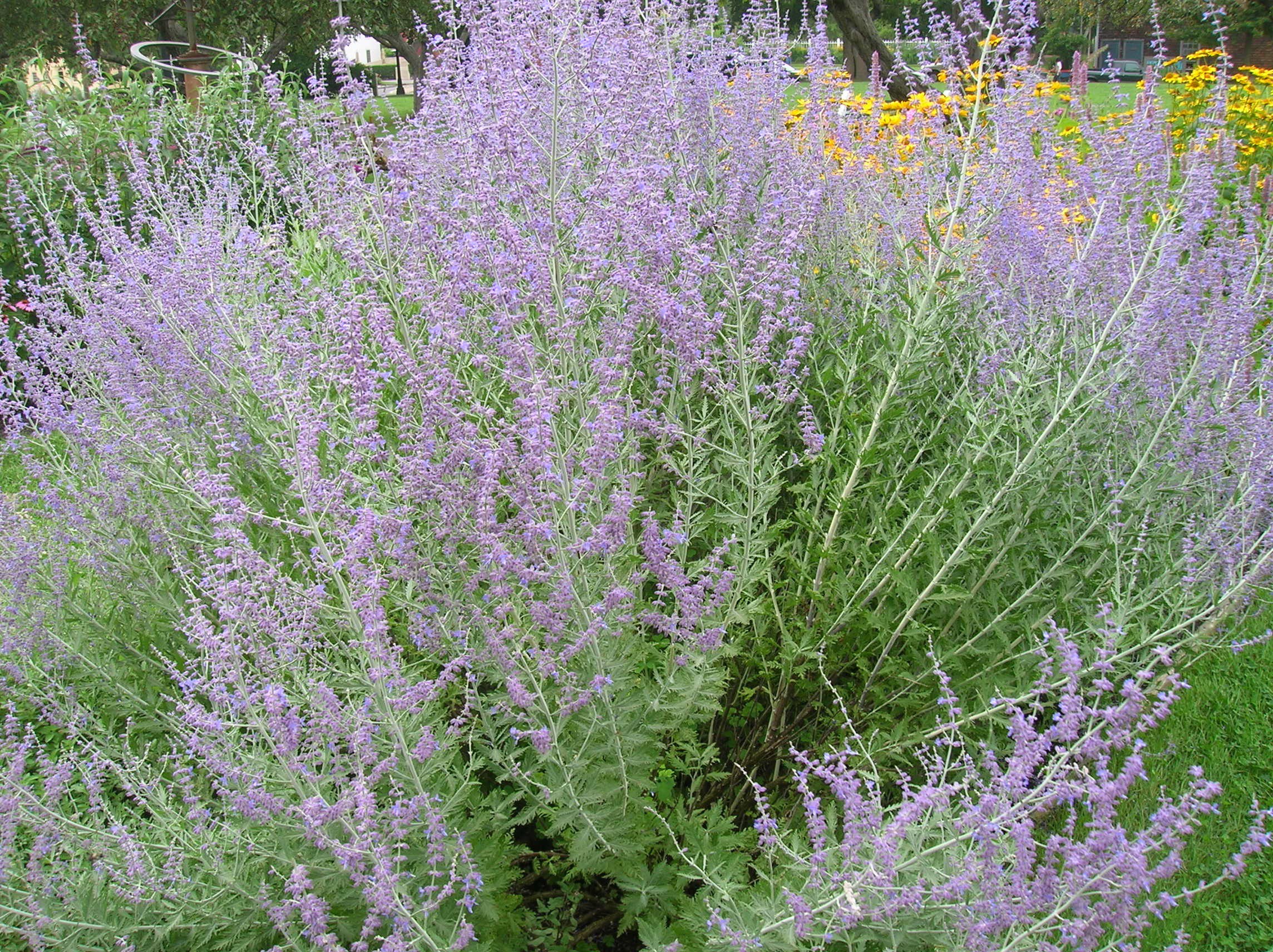 How to Grow: Russian Sage- Growing and Caring for Russian Sage