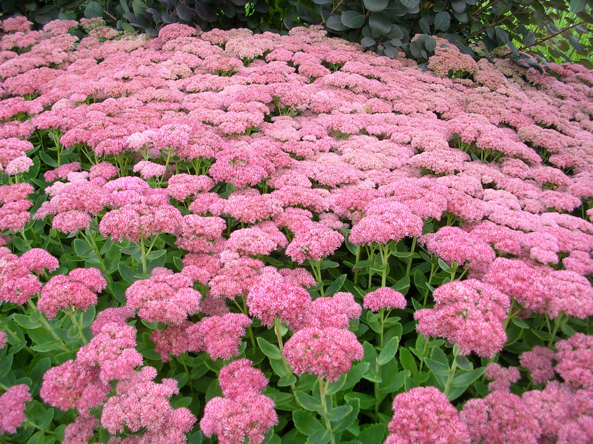 how-to-grow-sedum-grow-sedum-in-the-flower-garden