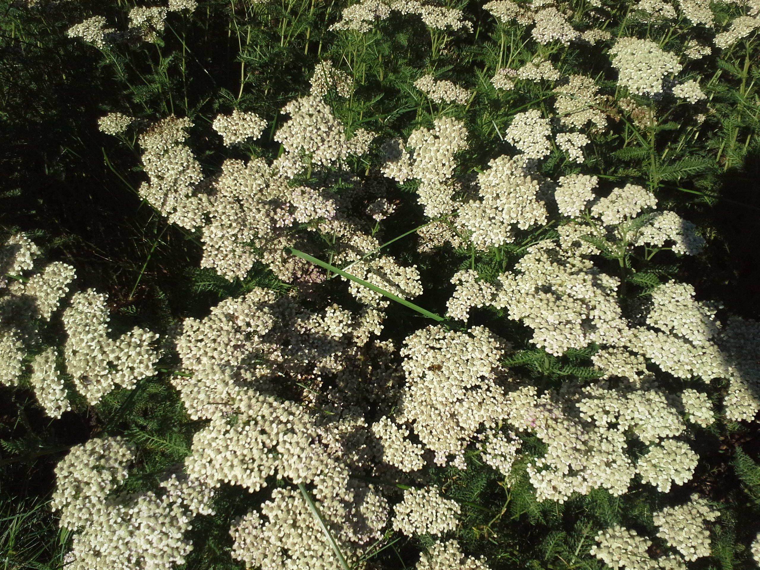 How to Grow Yarrow Growing and Caring for Yarrow