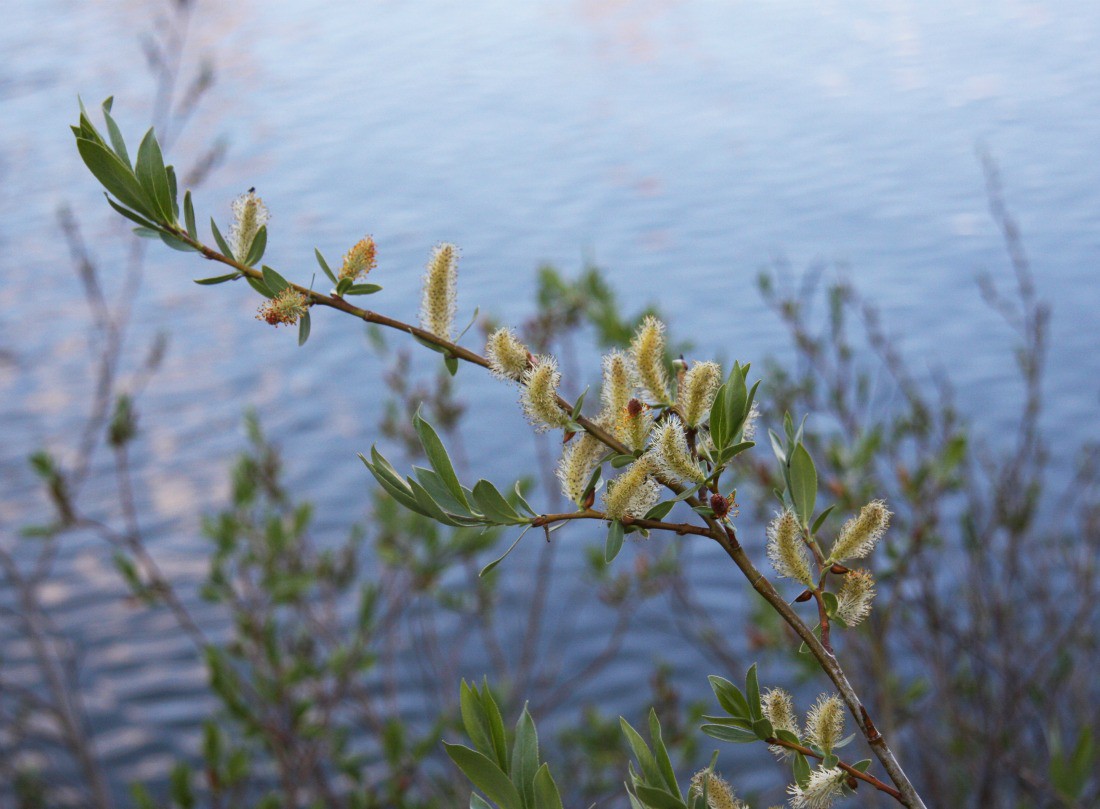 How To Grow Willows Grow And Care For Willow Trees And Shrubs