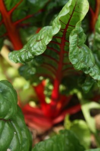 Red Swiss chard leaf