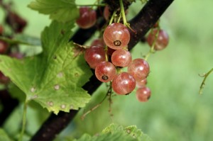 Pink champagne currant on bush