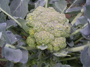 Head of boroccoli in the garden