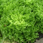 Endive lettuce growing in the garden