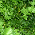 Parsley leaves