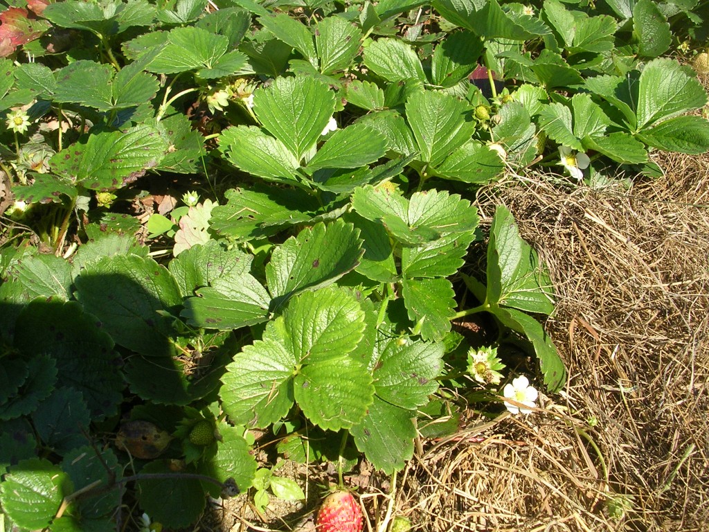 strawberry plants - Gardening with Charlie