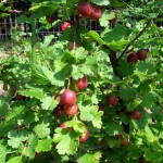 Red gooseberries on bush