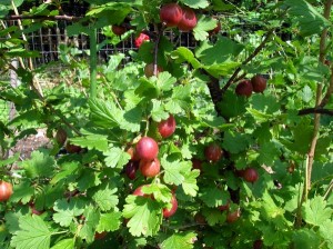 Red gooseberries on bush