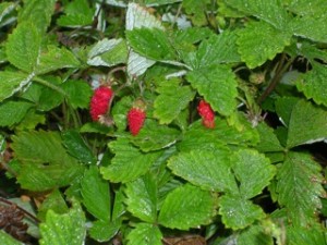 Red alpine strawberries on the plant