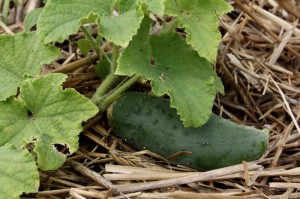 cucumbers