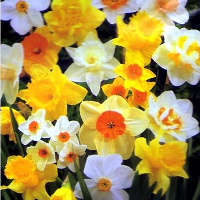 daffodil flowers