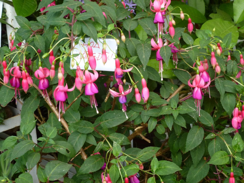 How to Grow Fuchsia Growing and Caring for Fuchsia