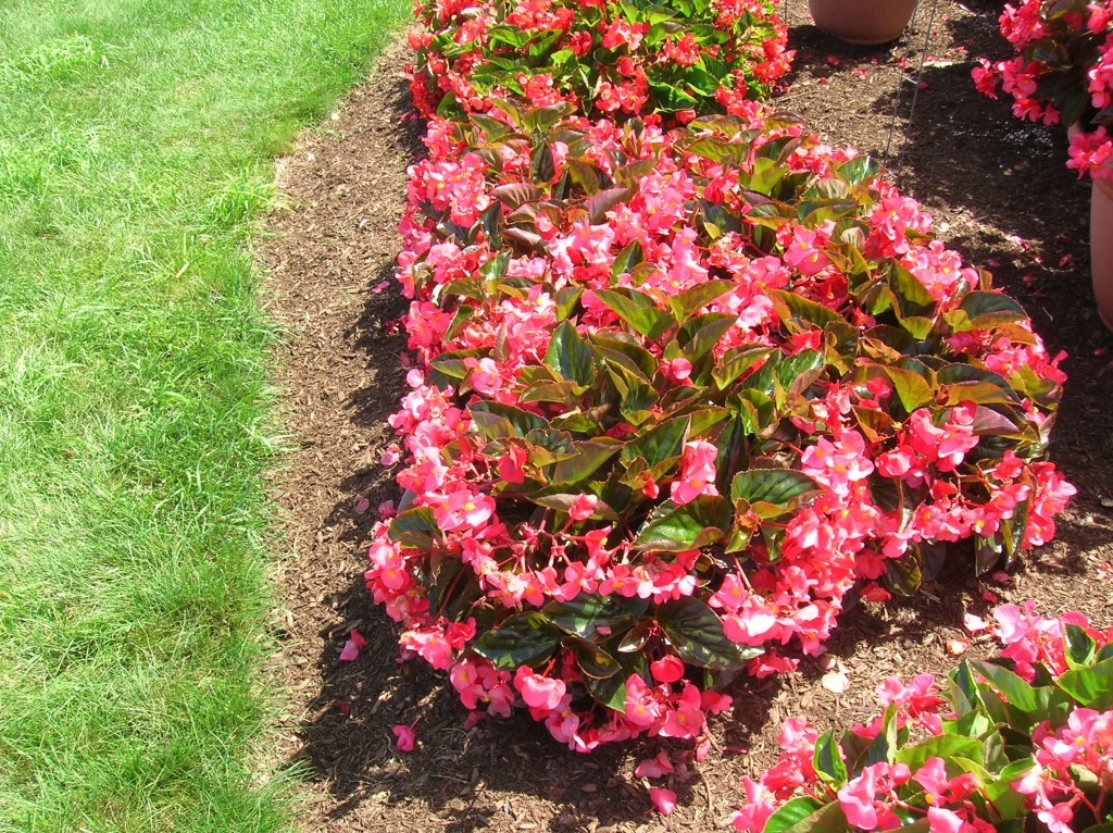 How to Grow Begonia Growing and Caring For Wax Begonia Flowers