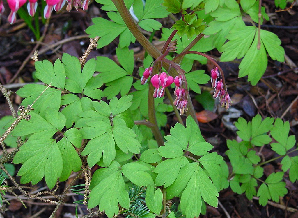 How to Grow: Bleeding Hearts- Growing and Caring for ...