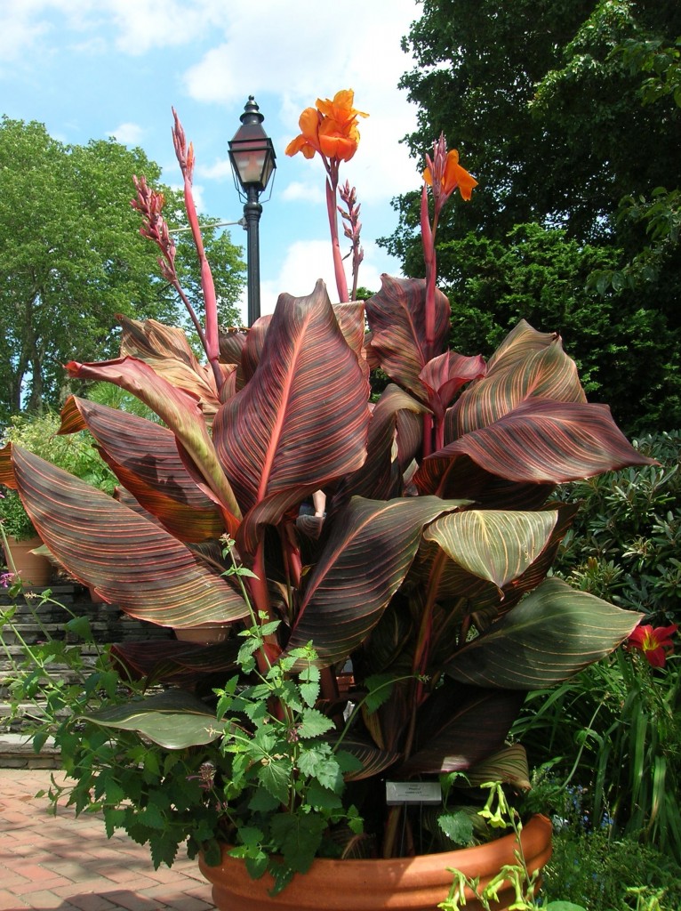 What Ph Soil Do Canna Lilies Like