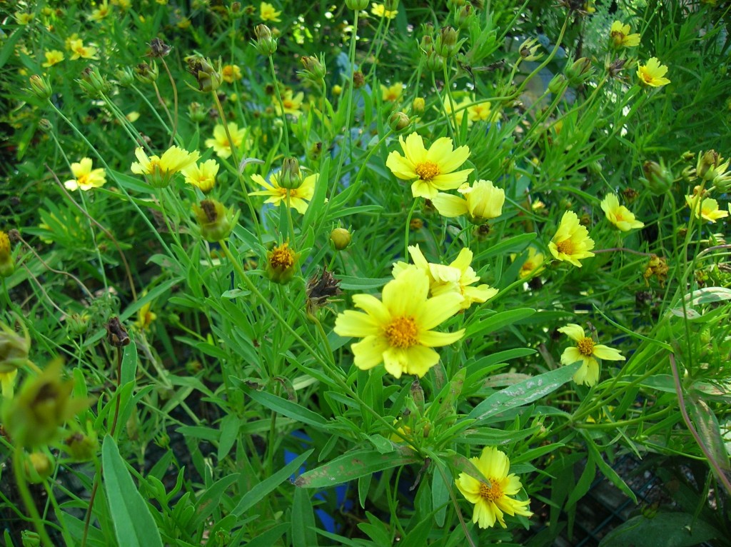 How to Grow Tickseed Growing and Caring for Coreopsis