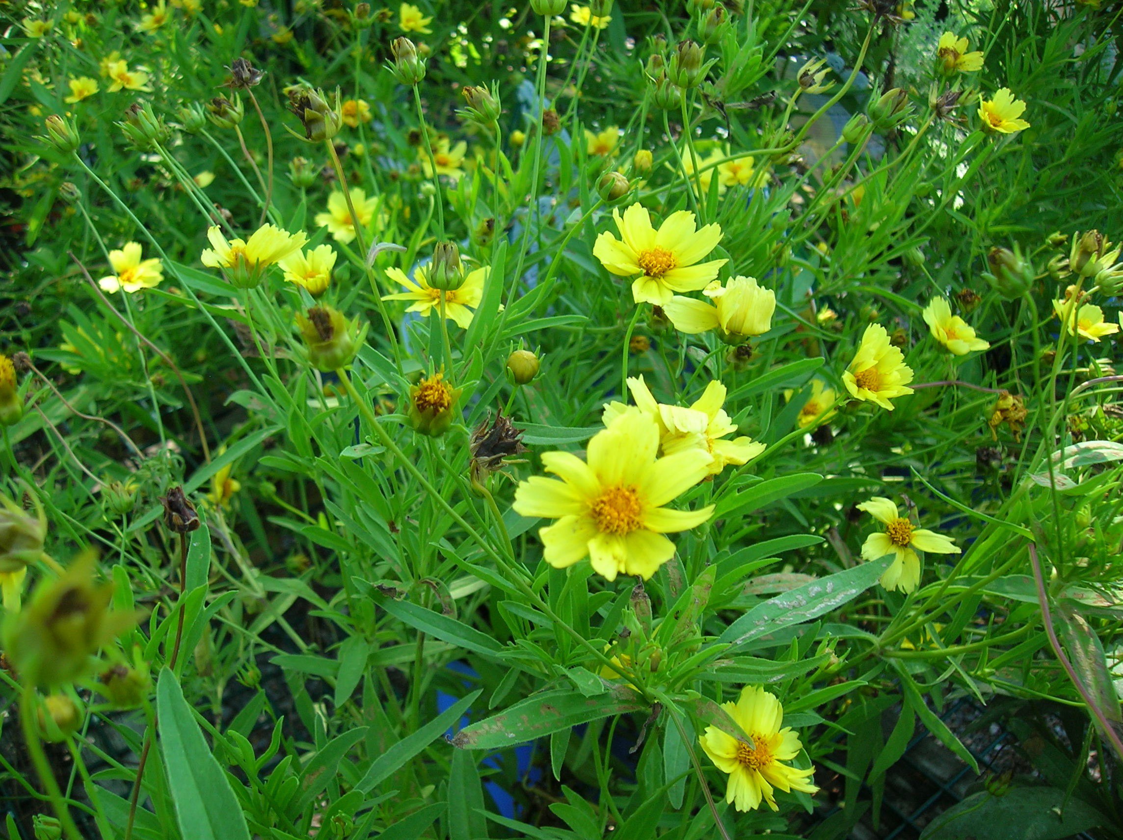 How to Grow: Tickseed- Growing and Caring for Coreopsis