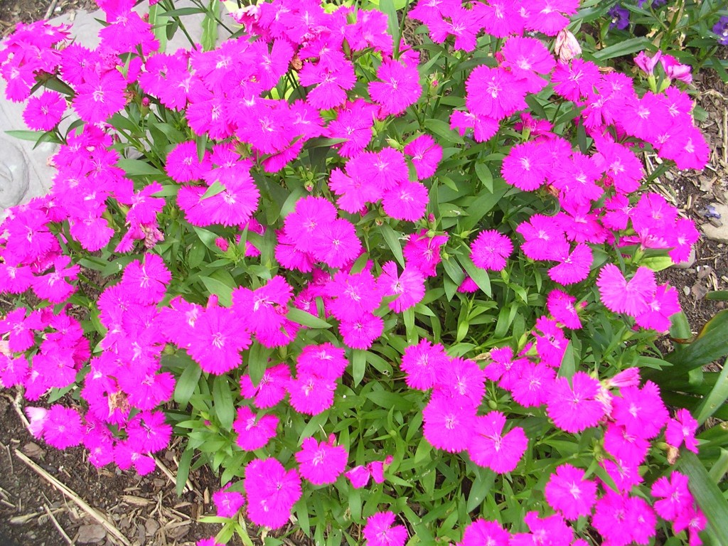 How to Grow Pinks Growing and Caring for Pinks or Dianthus