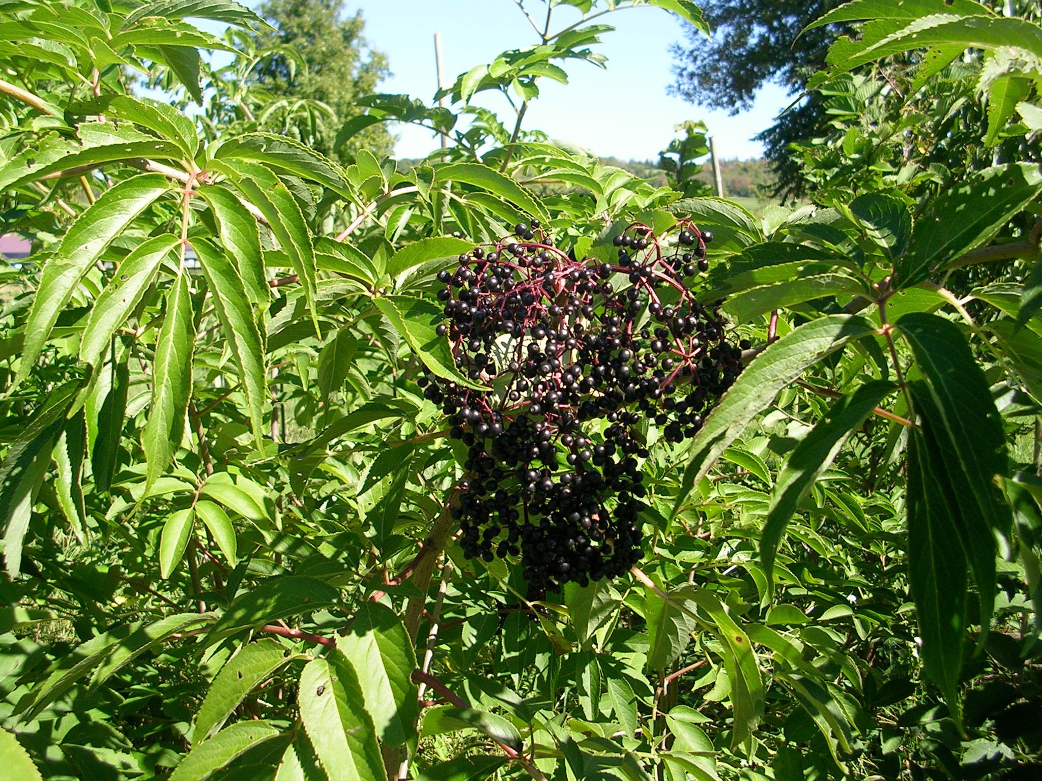 How To Grow Elderberries Growing Elderberries Garden Elderberries