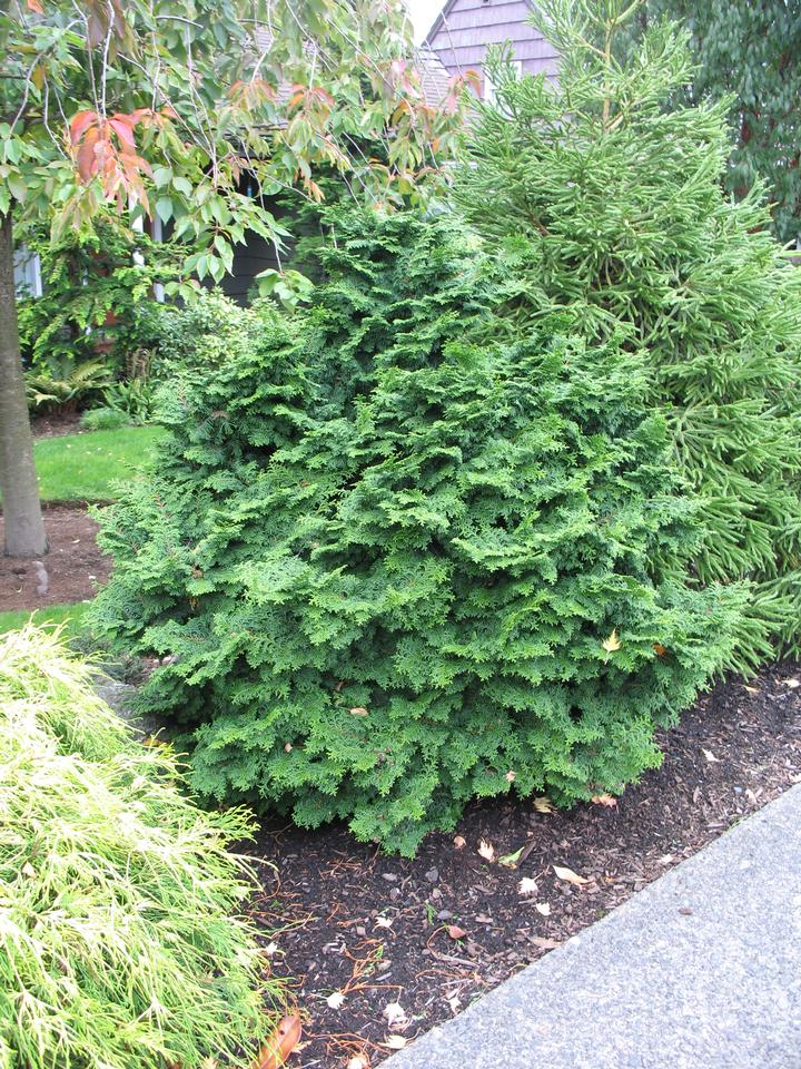 How to Grow: False Cypress - Grow False Cypress