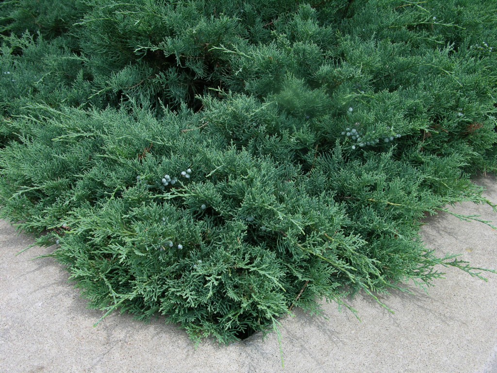 How To Grow Juniper Growing And Caring For Junipers 0877