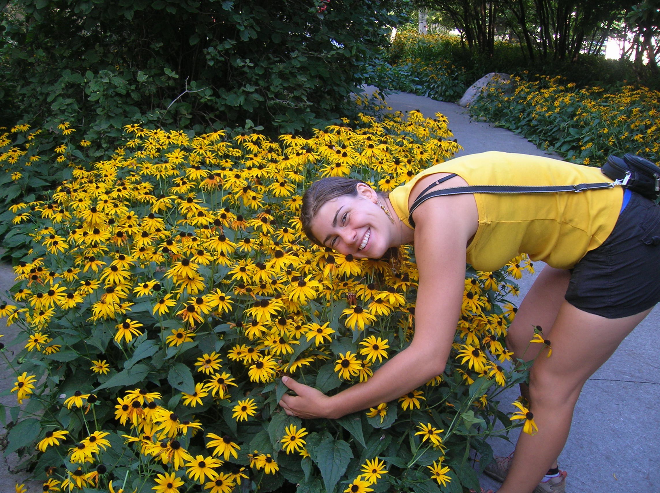 How To Grow Black Eyed Susan Growing And Caring For Rudbeckia