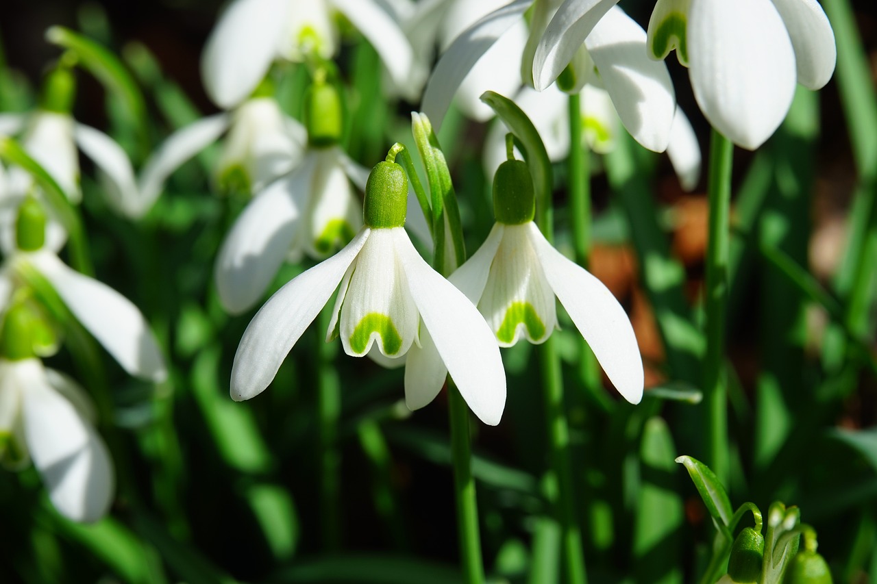 White snowdrop flowers