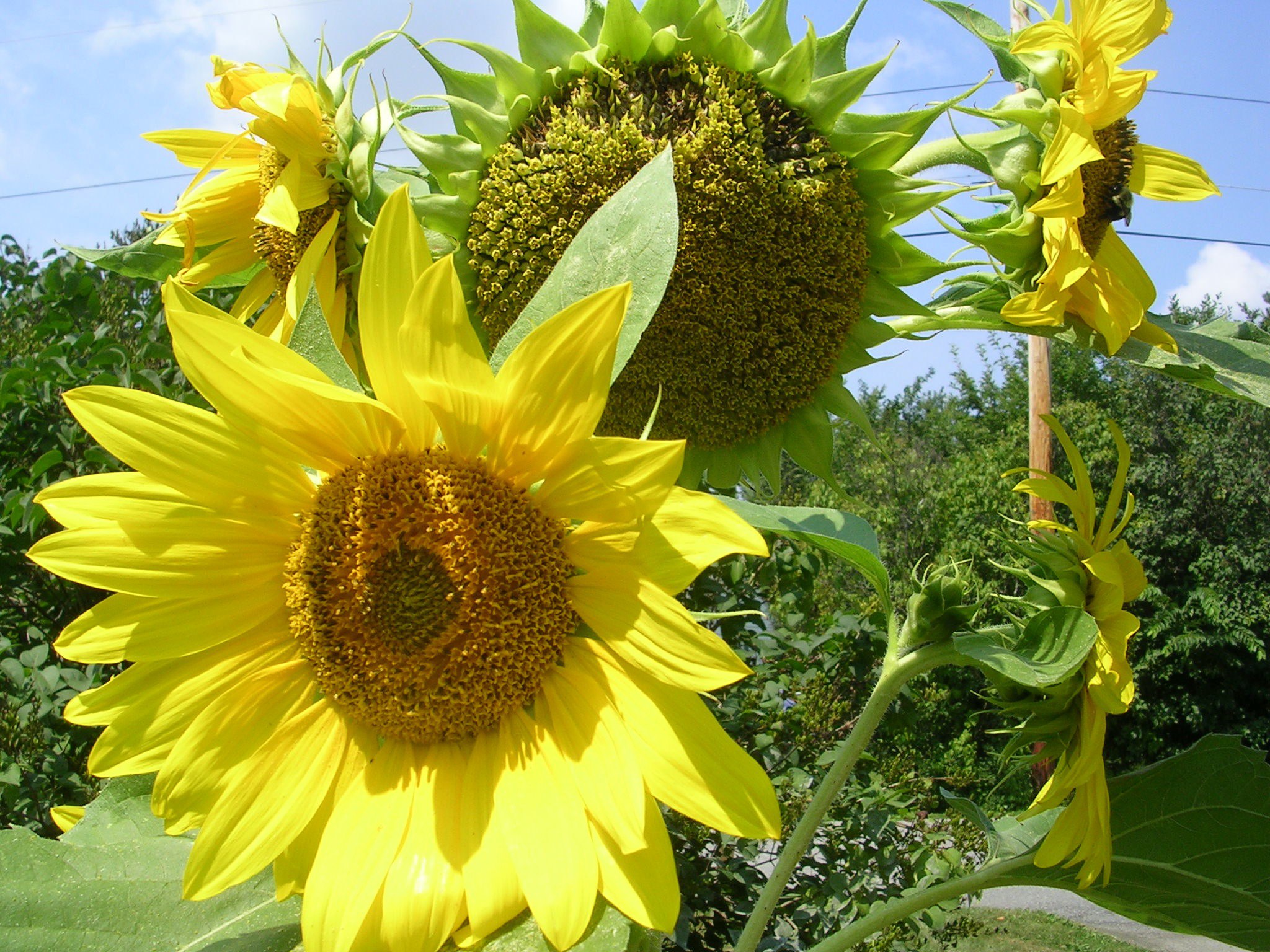 How to Grow Sunflowers Growing and Caring For Sunflowers