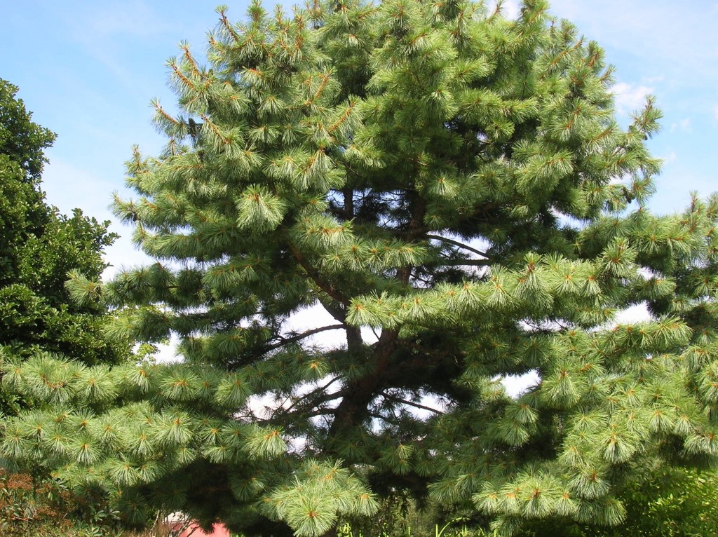 western-white-pine-facts-growing-condition-distribution-habitat-and