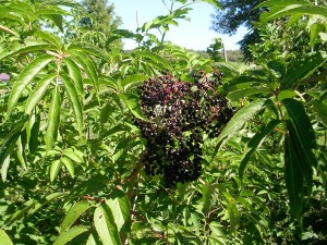 elderberry