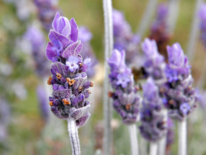 lavendar_flower02