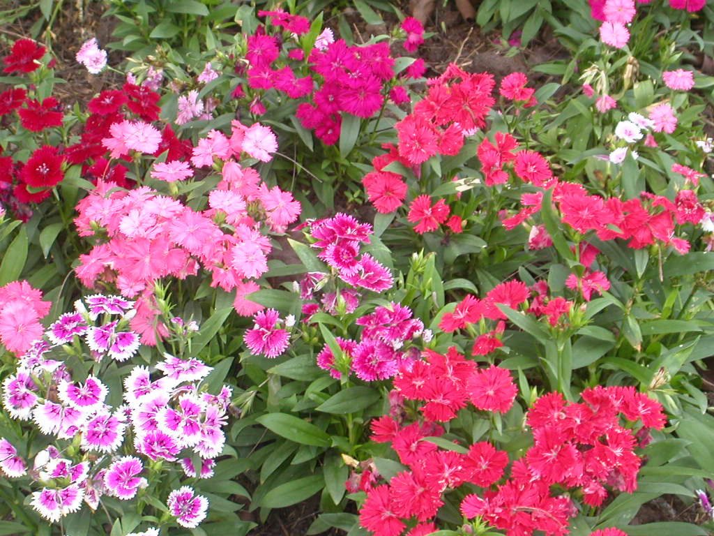 Colorful dianthus flowers