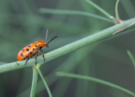 Orange, asparagus beetle on asparagus plant