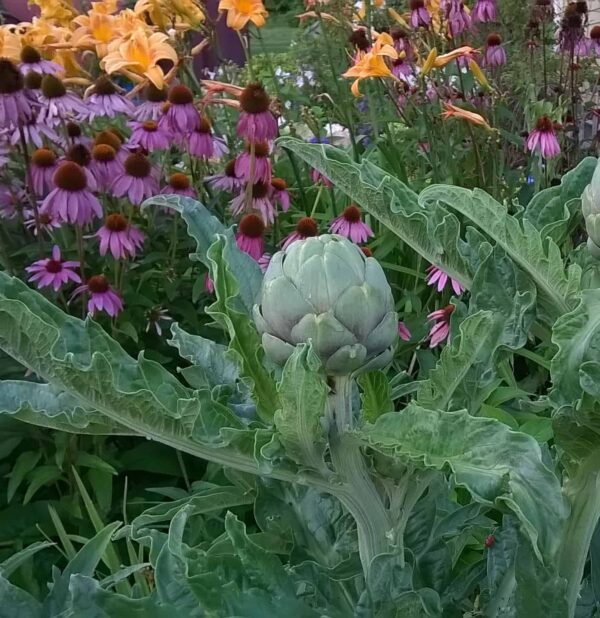 Globe artichoke on plant