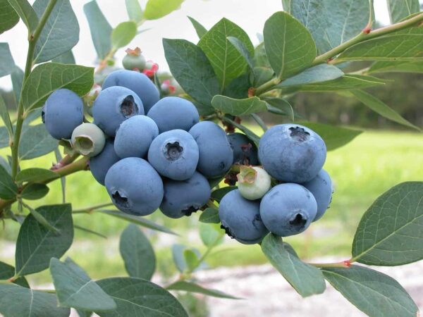 blueberry fruits