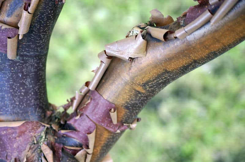 Paperbark maple copper colored bark