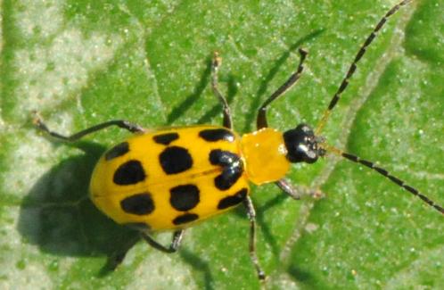 How to Grow: Controlling Cucumber Beetles - Gardening with Charlie