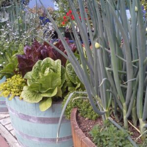 Barrels with onions, lettuces and herbs in a garden