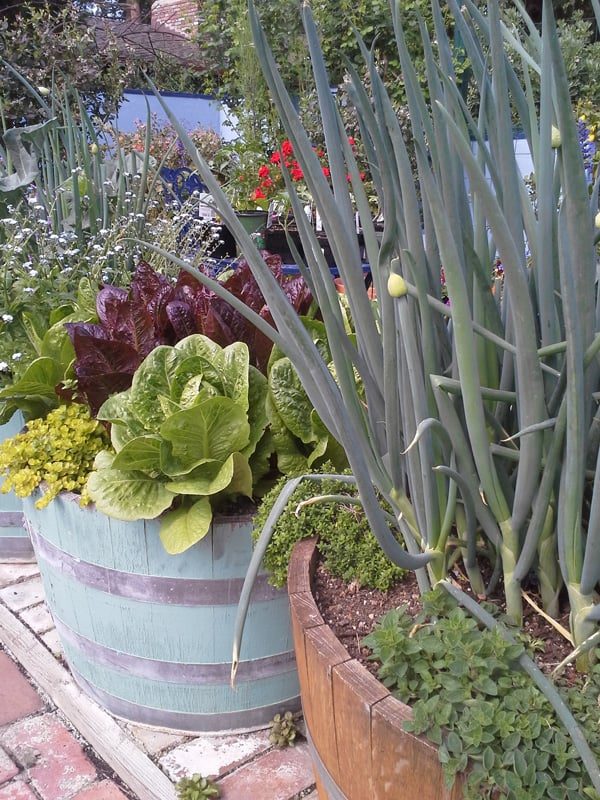 Barrels with onions, lettuces and herbs in a garden