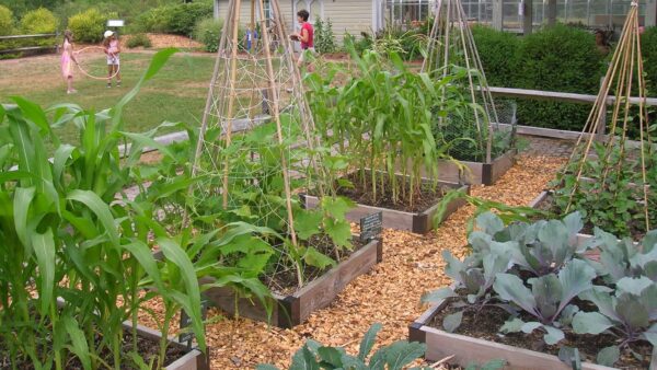 Raised vegetable beds with pole bean teepee