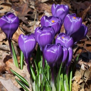 Purple crocus flowers